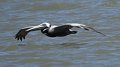 Brown Pelican High Island_2010_04_24_3835